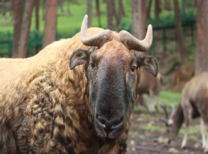 animal tamilgun