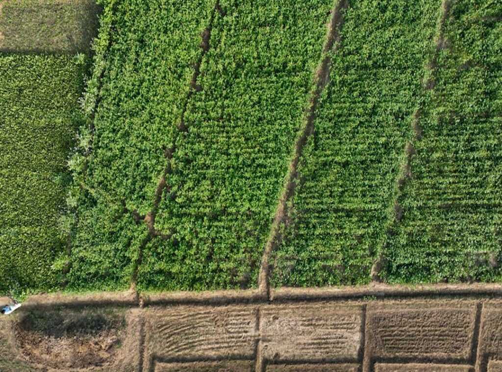 dota farm playstyle